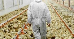 کل زنجیره طیور یکپارچه میشود کل زنجیره طیور یکپارچه میشود