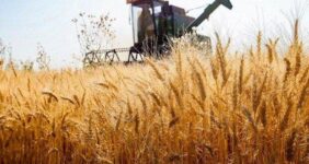 بازار غلات در آستانه تغییر توازن؛کاهش تولید صادرکنندگان بزرگ، زنگ خطر برای امنیت عرضه گندم بازار غلات در آستانه تغییر توازن؛کاهش تولید صادرکنندگان بزرگ، زنگ خطر برای امنیت عرضه گندم