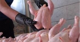 صادرات گوشت مرغ مجاز مشروط شد صادرات گوشت مرغ مجاز مشروط شد