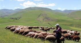 افزایش تولید دام سبک و گوشت قرمز دامداران عشایری افزایش تولید دام سبک و گوشت قرمز دامداران عشایری