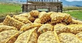 صادرات سیبزمینی تا پایان سال ممنوع شد صادرات سیبزمینی تا پایان سال ممنوع شد