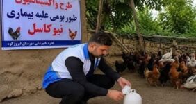 طیور بومی استان تهران علیه نیوکاسل رایگان واکسینه شدند طیور بومی استان تهران علیه نیوکاسل رایگان واکسینه شدند