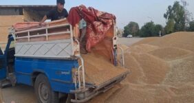 ورود دلالان با پول نقد به بازار گندم با قیمت 38 تا 44 هزار تومان ورود دلالان با پول نقد به بازار گندم با قیمت 38 تا 44 هزار تومان