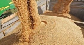 تولید داخل جایگزین 40 درصد جو وارداتی شد تولید داخل جایگزین 40 درصد جو وارداتی شد